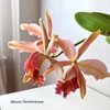 Cattleya forbesii x Cattleya dowiana,